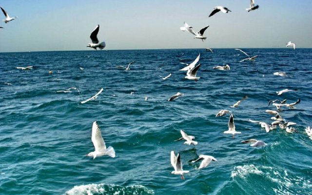 سواحل استان بوشهر از جمعه متلاطم می‌شود