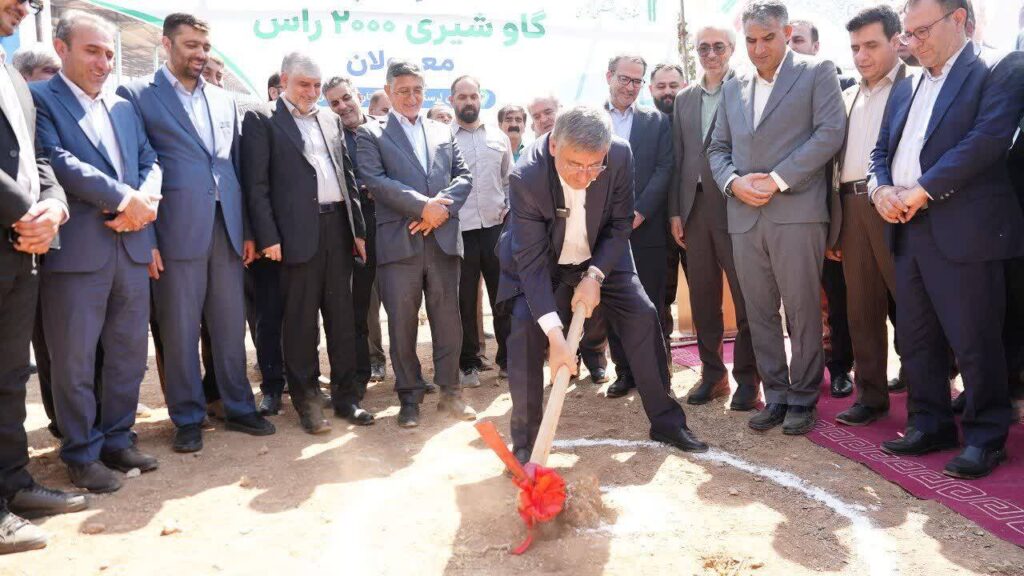 گاوداری ۲هزار رأسی معمولان کلنگ‌زنی شد