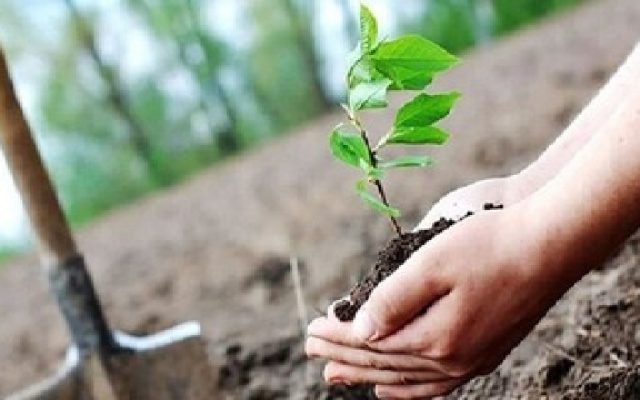 لرستان در مسیر تولید ۱۰ میلیون اصله نهال؛ توسعه جنگل‌کاری با گونه‌های سردسیر و گرمسیر