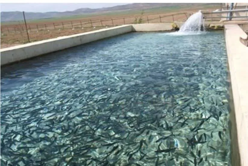 آغاز هوشمندسازی مزارع آبزی‌پروری در کشور