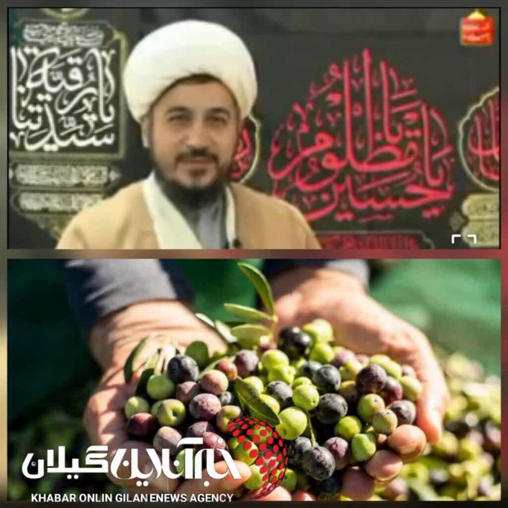 هشدار درباره زیتون رودبار؛ باغهای زیتون در آستانه فراموشی