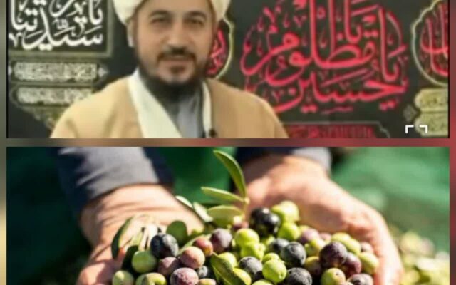 هشدار درباره زیتون رودبار؛ باغ‌های زیتون در آستانه فراموشی