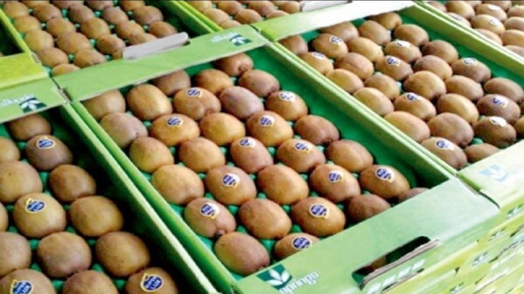 برنامهریزی برای نظارت دقیق بر صادرات مرکبات و کیوی مازندران