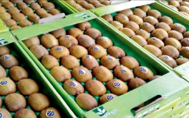 برنامهریزی برای نظارت دقیق بر صادرات مرکبات و کیوی مازندران