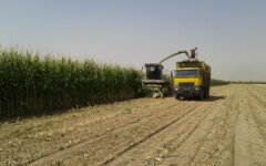 آغاز برداشت ذرت علوفه‌ای از زمین‌های کشاورزی در آذربایجان‌غربی