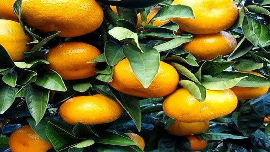 نارنگی پیش‌رس جویبار؛ برداشت ۱۲ هزار تنی در راه بازار پاییز