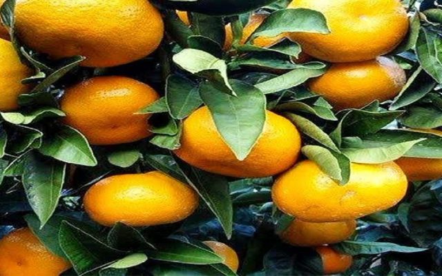 نارنگی پیش‌رس جویبار؛ برداشت ۱۲ هزار تنی در راه بازار پاییز