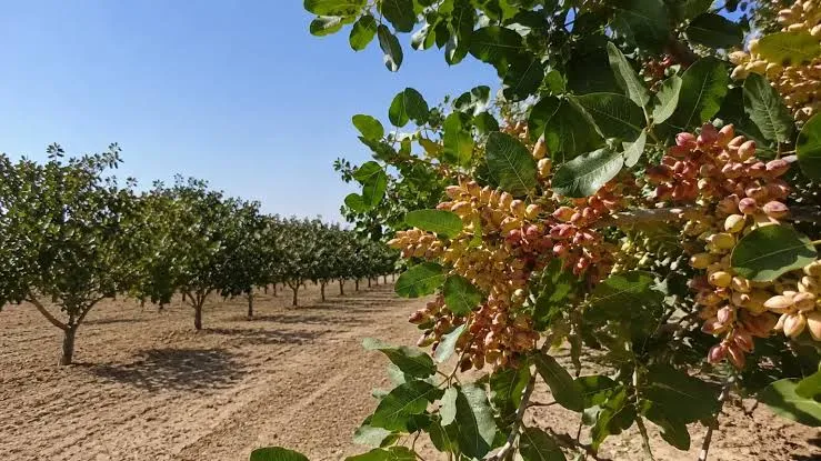 چشم‌انداز صادرات چهار هزار تن پسته در سال ۱۴۰۵ استان سمنان