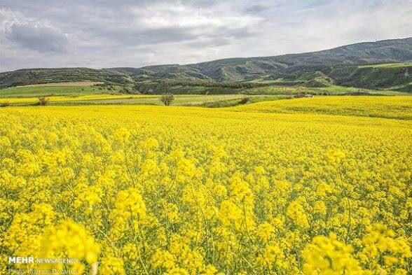آغاز کشت پاییزه در مازندران
