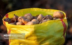صادرات سیب‌زمینی، پیاز و گوجه‌فرنگی از فارس تا پایان سال ممنوع شد