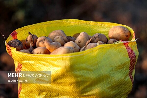 صادرات سیب‌زمینی، پیاز و گوجه‌فرنگی از فارس تا پایان سال ممنوع شد