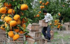 مصوبه ستاد تنظیم بازار مازندران؛ قیمت نارنگی برای مصرف‌کننده اعلام شد