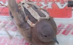 دستگیری شکارچیان پرندگان شکاری در لرستان