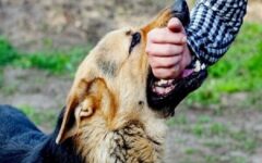 «هاری» بیماری مرگبار اما قابل پیشگیری/ روند افزایشی حیوان‌گزیدگی و هاری در کشور