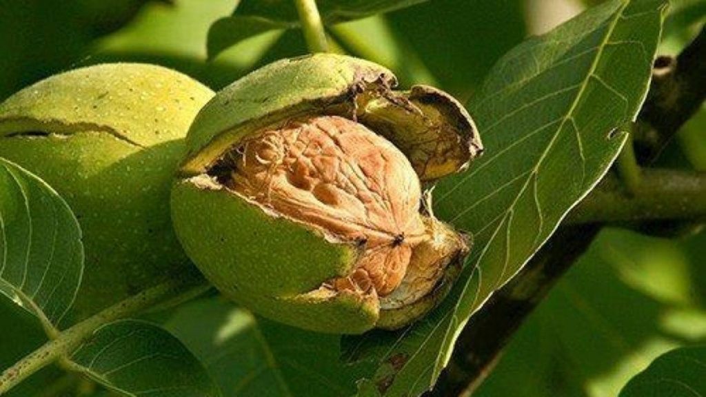 آغاز برداشت گردو از باغهای شهرستان صیدون 