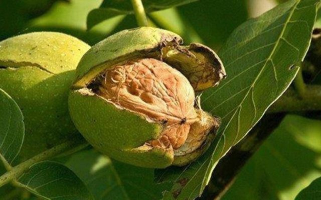 آغاز برداشت گردو از باغ‌های شهرستان صیدون ‌