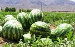 هندوانه ارگانیک شریفیه در مسیر برند سازی ؛ برگزاری جشنواره دیم در ۷ مهرماه