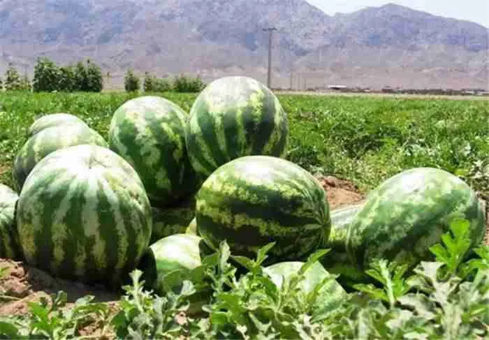 هندوانه ارگانیک شریفیه در مسیر برند سازی ؛ برگزاری جشنواره دیم در ۷ مهرماه
