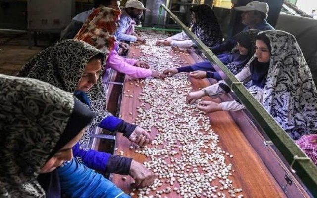 توسعه اشتغال روستایی با توزیع هدفمند منابع؛ از توانمندسازی تا تکمیل زنجیره فروش