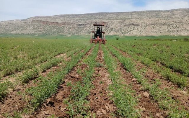 اجرای طرح مزارع الگویی در ۲۲ هزار هکتار از اراضی کشاورزی زنجان