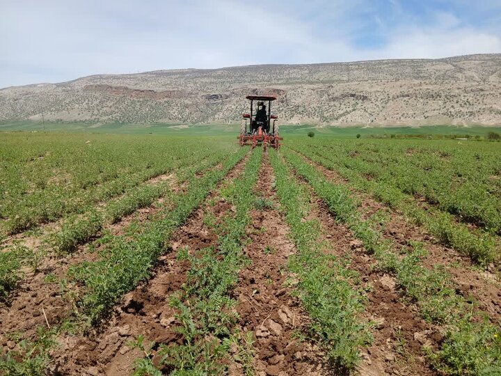 اجرای طرح مزارع الگویی در ۲۲ هزار هکتار از اراضی کشاورزی زنجان