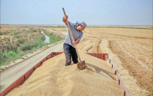 ۱۰۰ همت در راه حساب گندمکاران