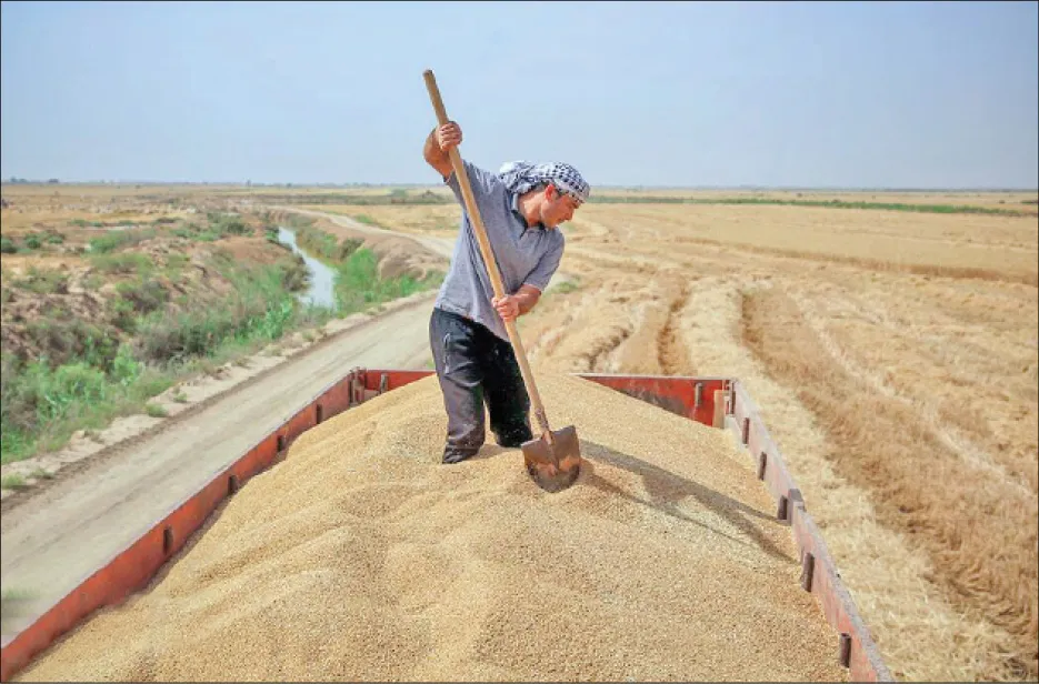 ۱۰۰ همت در راه حساب گندمکاران