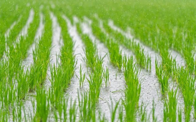 پائیز پر باران برای کشاورزی ایران
