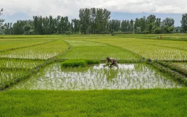 قیمت برنج هند به بالاترین سطح در یک سال اخیر رسید / گرانی جهانی برنج در راه است؟