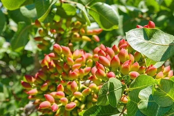 برداشت پسته از باغ‌های قزوین آغاز شد؛ پیش‌بینی تولید بیش از ۶ هزار تن