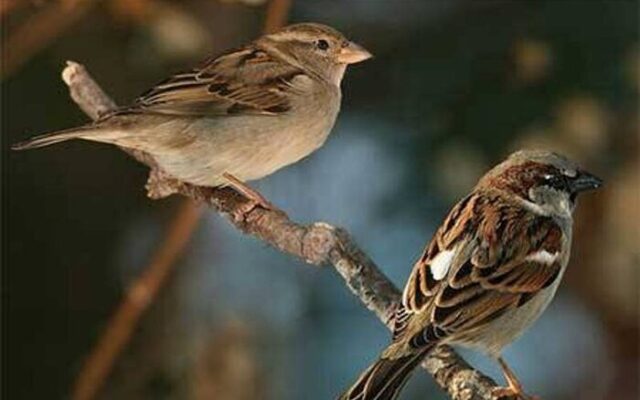 اگر تعداد گنجشکها کم شود چه اتفاقی در شهر می افتد؟