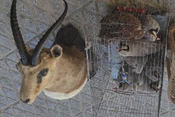 شیخویسی: برخورد با نگهداری غیرمجاز حیاتوحش ادامه دارد
