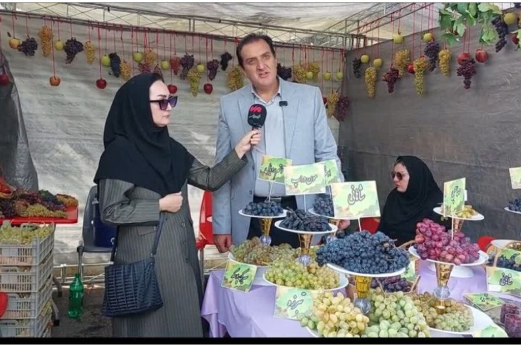 برداشت بیش از ۴۳ هزار تن انگور در مشگینشهر