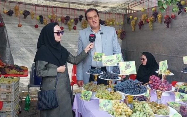 برداشت بیش از ۴۳ هزار تن انگور در مشگینشهر