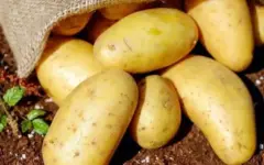 رئیس اتحادیه میوه و سبزی: عرضه سیب‌زمینی ۶۹ هزار تومانی برای تنظیم بازار، آغاز شده