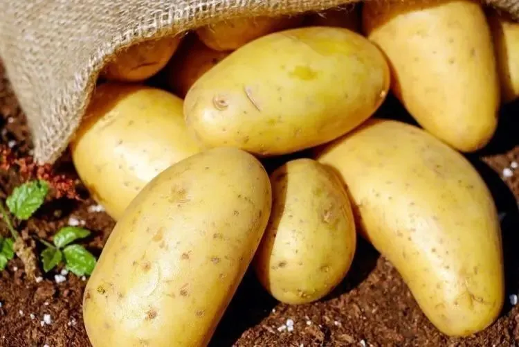 رئیس اتحادیه میوه و سبزی: عرضه سیب‌زمینی ۶۹ هزار تومانی برای تنظیم بازار، آغاز شده