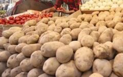 ورود سیب‌زمینی تنظیم‌بازاری برای کنترل قیمت‌ها