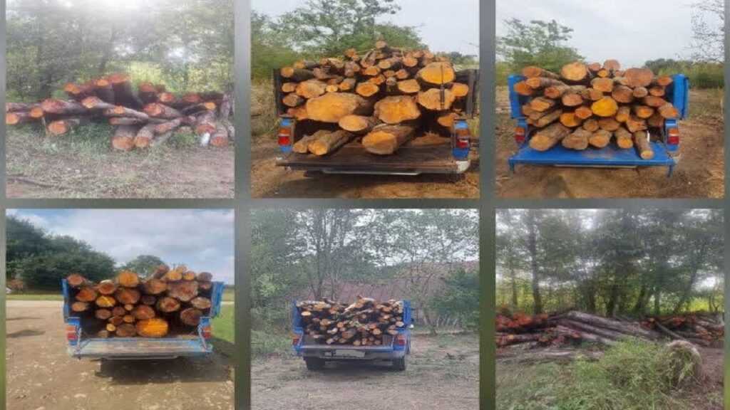 کشف محموله بزرگ چوب‌آلات قاچاق در لاهیجان