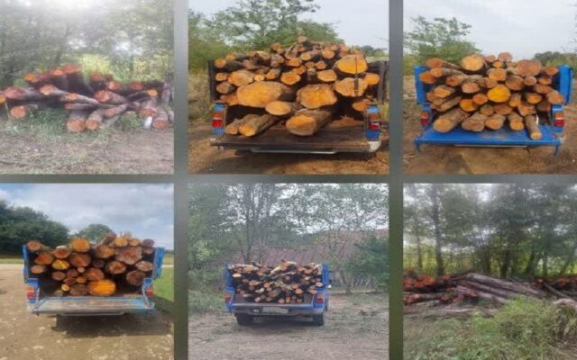 کشف محموله بزرگ چوب‌آلات قاچاق در لاهیجان