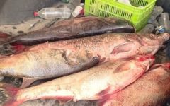 سه متخلف صید غیرمجاز ماهی در سرپل‌ذهاب دستگیر شدند