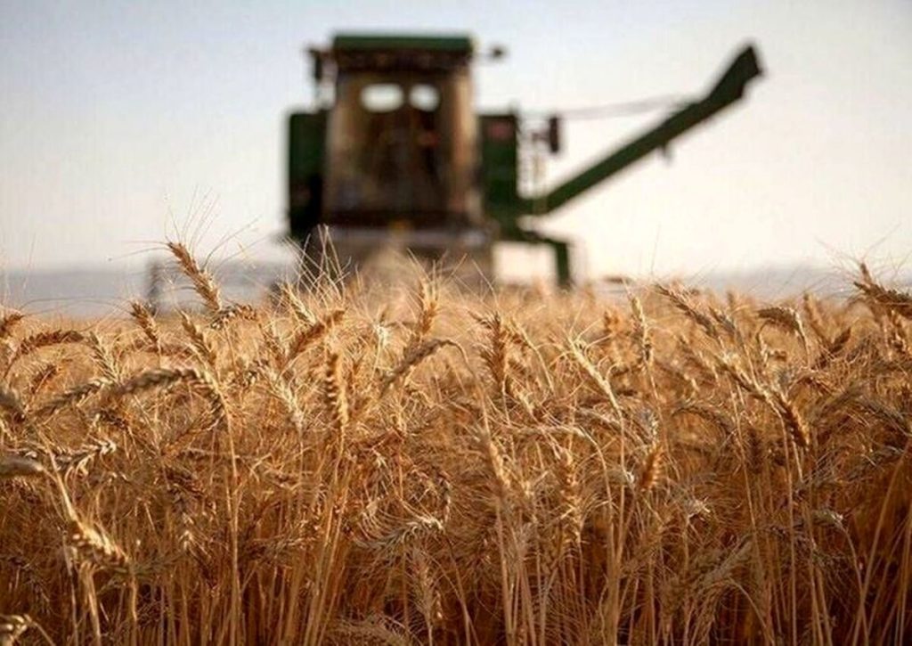 گندم را یکجا تحویل دادند، پول را قطره‌چکانی گرفتند؛ صدای گندمکاران درآمد / کشاورز: پول گندم ۳ ماه خوابیده، جریمه وام را گرفتید!