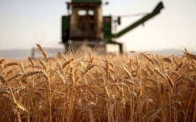 گندم را یکجا تحویل دادند، پول را قطره‌چکانی گرفتند؛ صدای گندمکاران درآمد / کشاورز: پول گندم ۳ ماه خوابیده، جریمه وام را گرفتید!