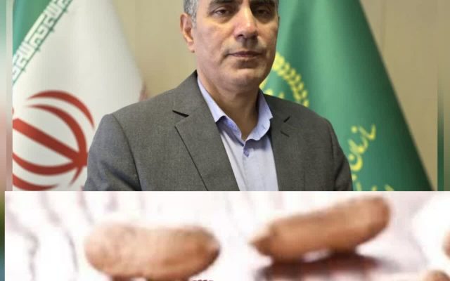 پایان برداشت بادام زمینی گیلان با ارزش اقتصادی ۳.۴ همت