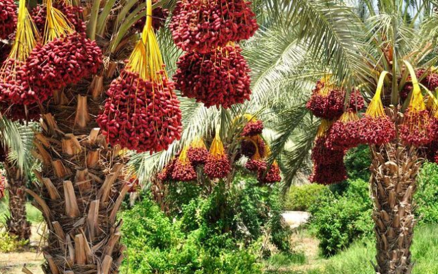 ممنوعیت صادرات خرما، زیان کشاورزان را به همراه دارد
