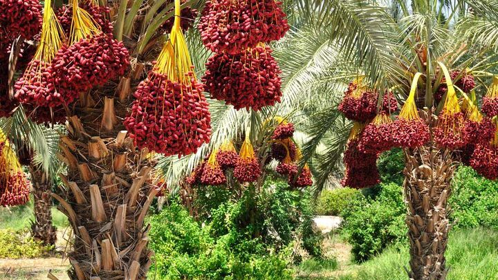 ممنوعیت صادرات خرما، زیان کشاورزان را به همراه دارد