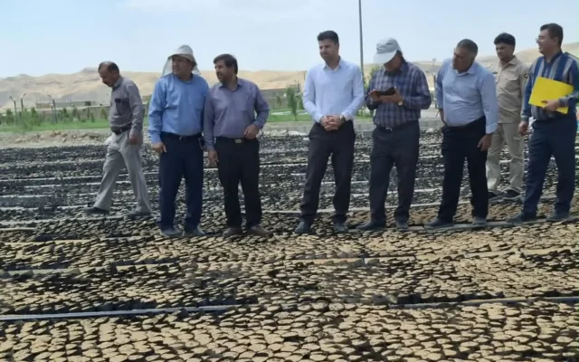 تولید ۶میلیون اصله نهال در سال جاری توسط منابع طبیعی استان