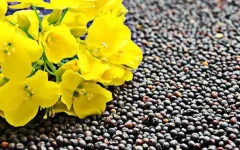 خیز کرمانشاه برای توسعه کشت کلزا تا ۸۰۰۰ هکتار