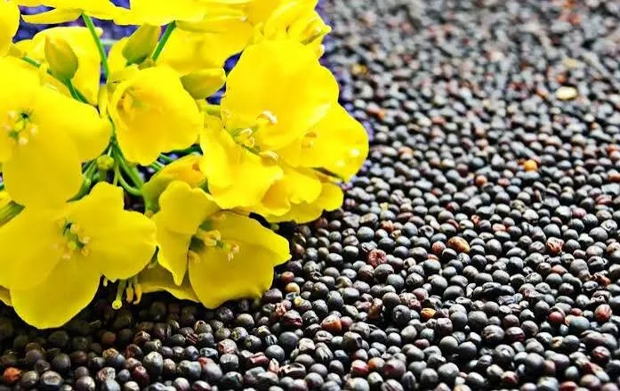 خیز کرمانشاه برای توسعه کشت کلزا تا ۸۰۰۰ هکتار