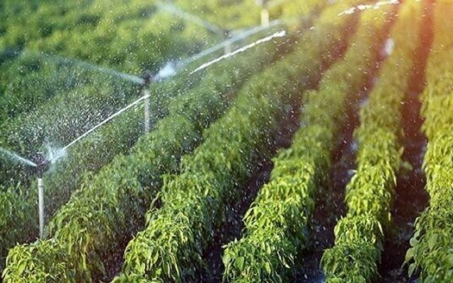 کاهش تخصیص آب مانع افزایش تولید محصولات کشاورزی شد