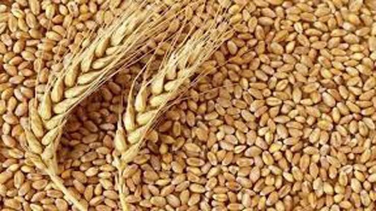 آغاز فعالیت ایستگاه بوجاری بذر گندم در شهرستان کازرون